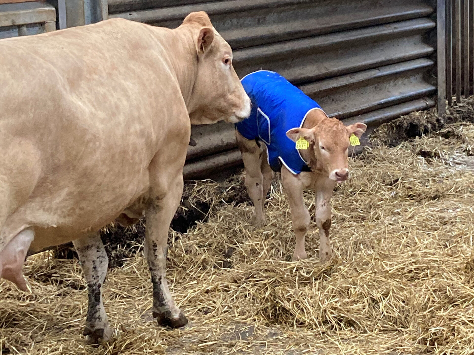 Rondom de boerderij